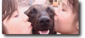 adiestramiento en club canino