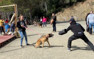 perro agresivo adiestramiento canino