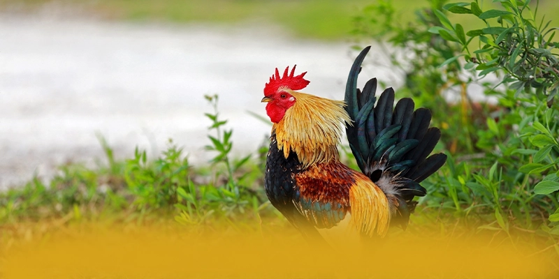 GO8 - Ứng dụng giải trí đang được quan tâm hàng đầu 2025 – Khám phá kho trò chơi của GO8