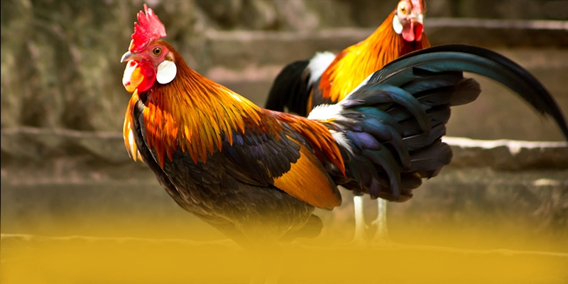 tỷ lệ kèo bóng đá - Cổng giải trí uy tín hiện nay – Khám phá cam kết an toàn của tỷ lệ kèo bóng đá tỷ lệ kèo bóng đá - Cổng giải trí uy tín hiện nay – Khám phá cam kết an toàn của tỷ lệ kèo bóng đá