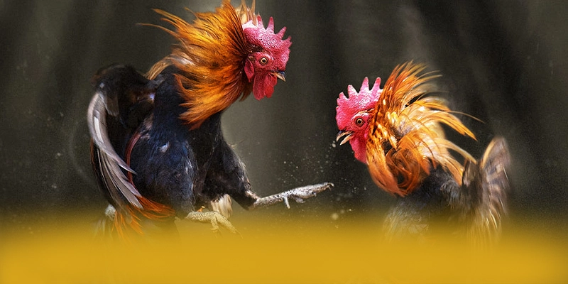 FAFA191 - Tổng hợp đánh giá một cách tổng quan. FAFA191 - Tổng hợp đánh giá một cách tổng quan.