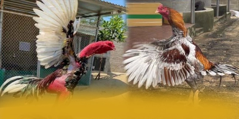 
Khám phá hành trình của GO8 - Cổng game bài được yêu thích nhất được quan tâm
