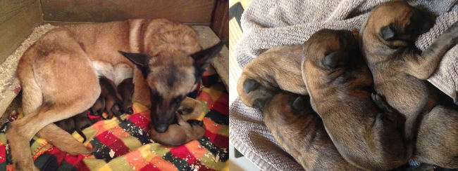 cachorros Malinois