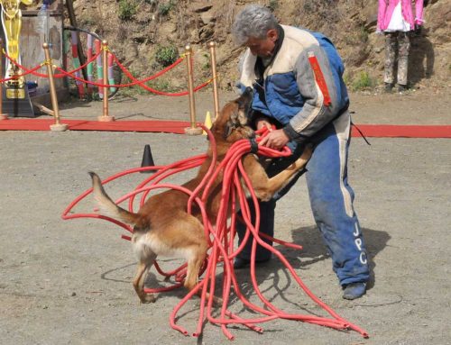 11º Concurso Canino Mondioring – Trofeo Sheyla