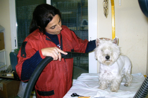 Educación Canina
