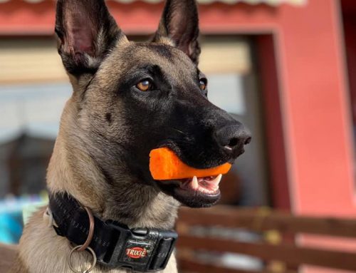 Síntomas y consejos de la ansiedad en perros 