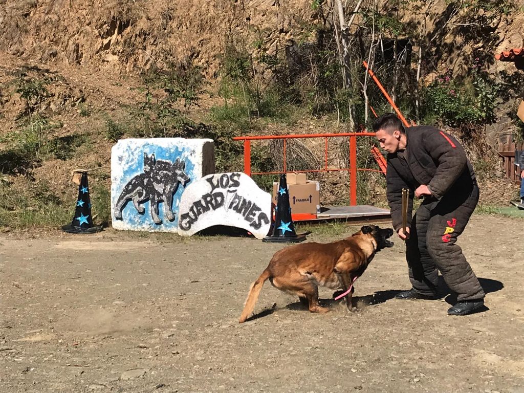 adiestrador canino mondio