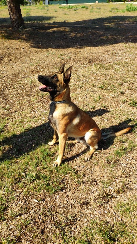 perro educación en positivo