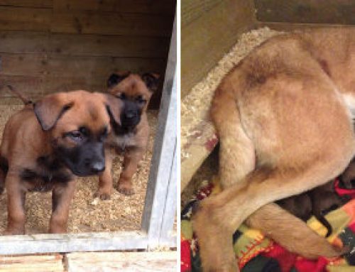 Nueva camada ¡Enhorabuena a Enigma y Hacha!