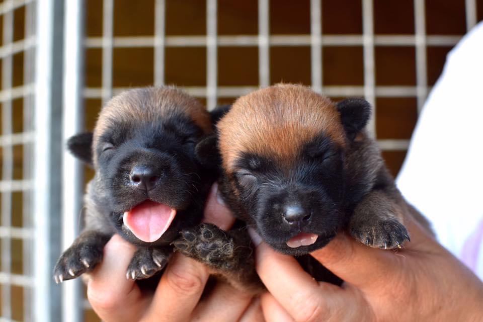 cachorros pastor mailinois