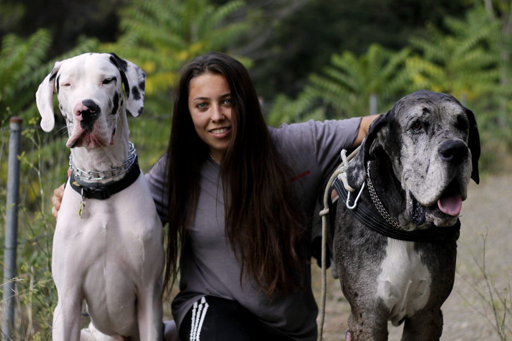 perros tranquilos en la calle