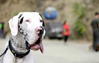 perro con collar educativo