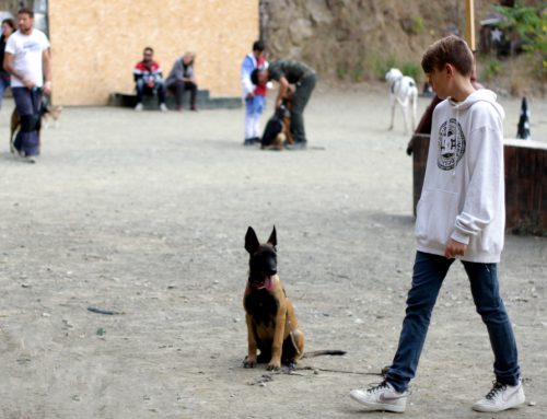 Curso de Adiestrador Canino: Lo Que Nadie Te Cuenta Antes de Empezar