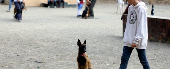 alumno en curso adiestrador canino basico