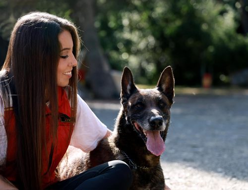 ¿Cómo dejar de competir con el entorno con mi perro?