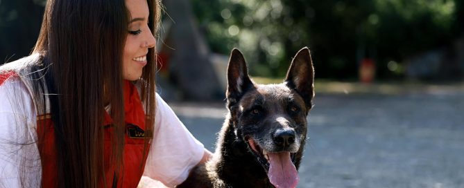tener atención de tu perro