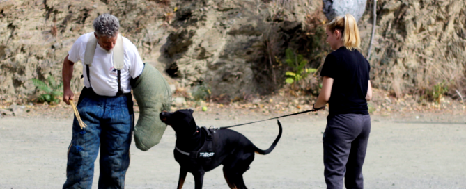clase de deporte canino