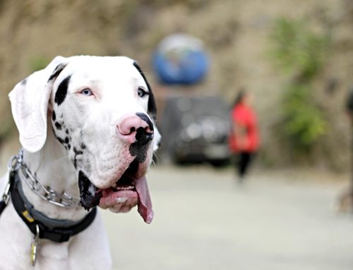 Miedos irracionales: ayuda a superar las fobias de tu perro