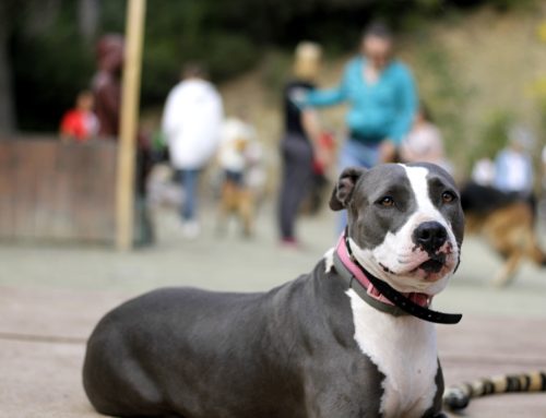 5 razones por las que tu perro te ignora y cómo solucionarlo