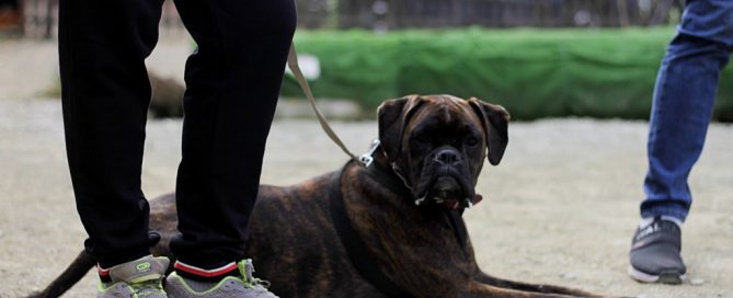 perro tumbado