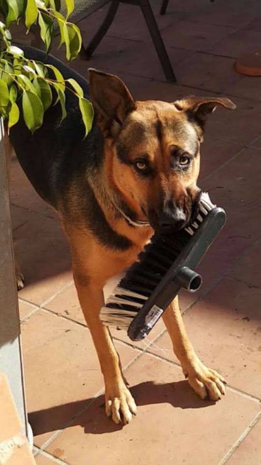 llamada a perro educación canina