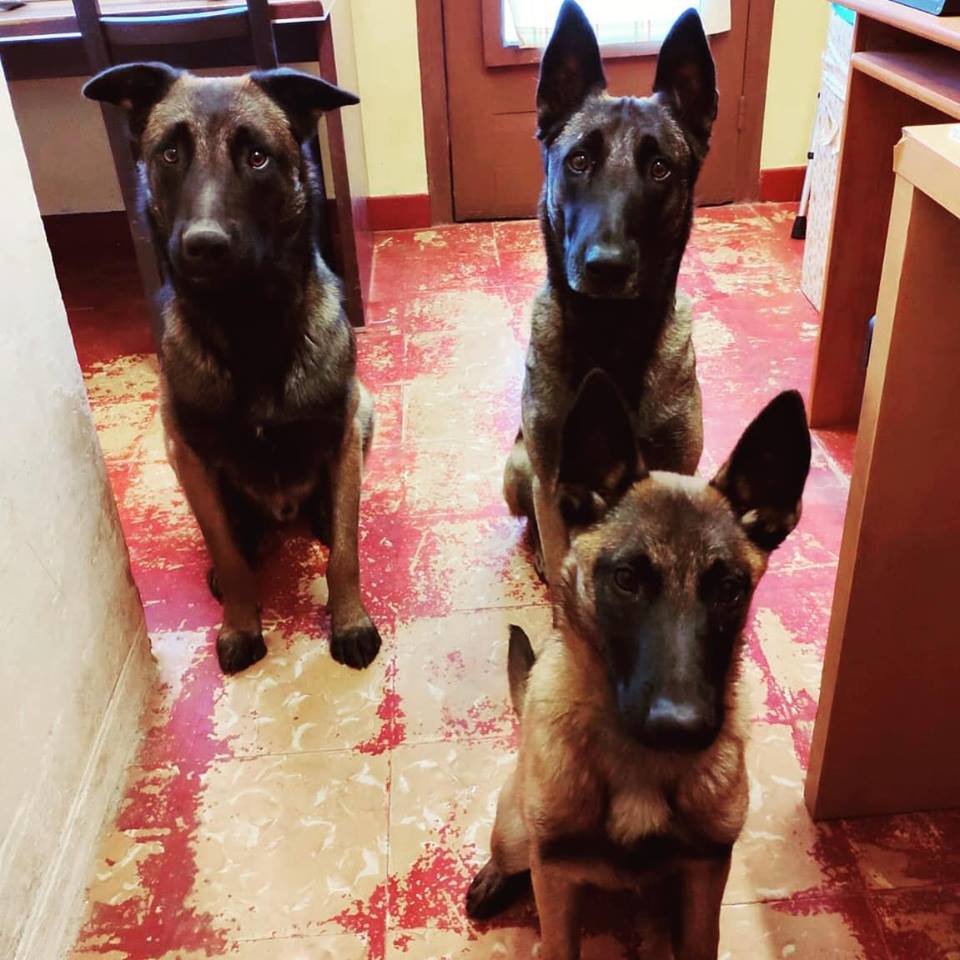perros tranquilos