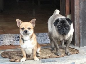 educacion canina perros en casa
