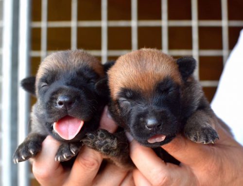 Cómo educar a un cachorro: 7 consejos para hacerlo bien