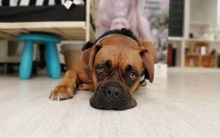 Perro en casa aburrido