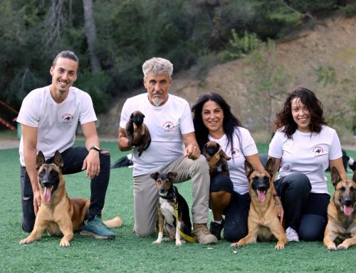 Tu perro, un miembro de la familia