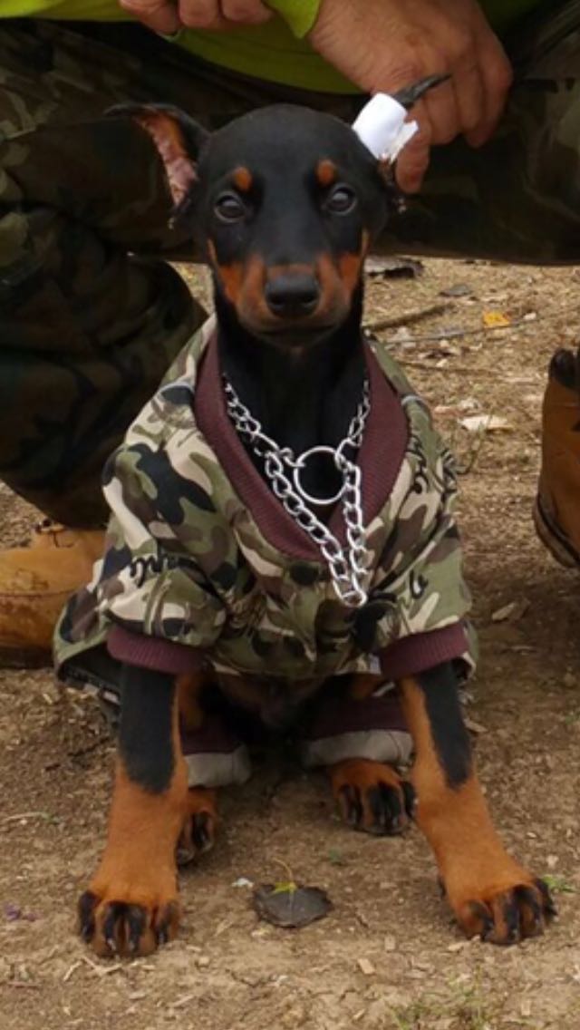 Doberman cachorro