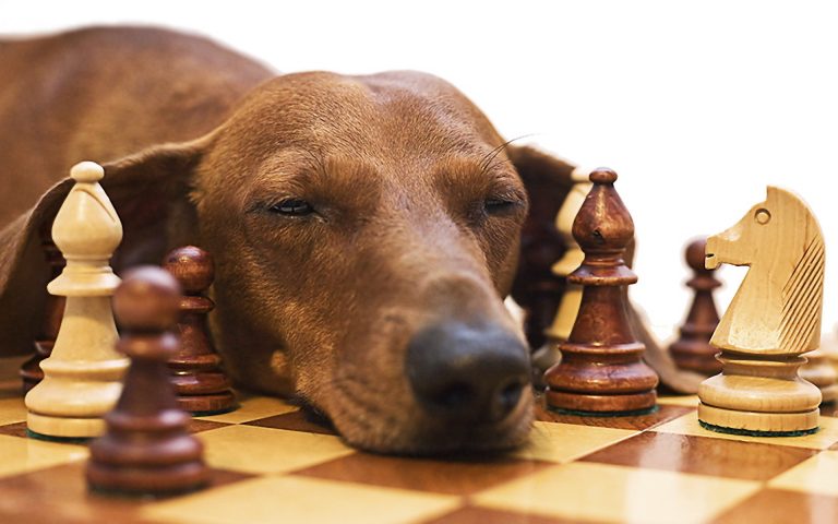perro jugando al ajedrez para estimular su mente