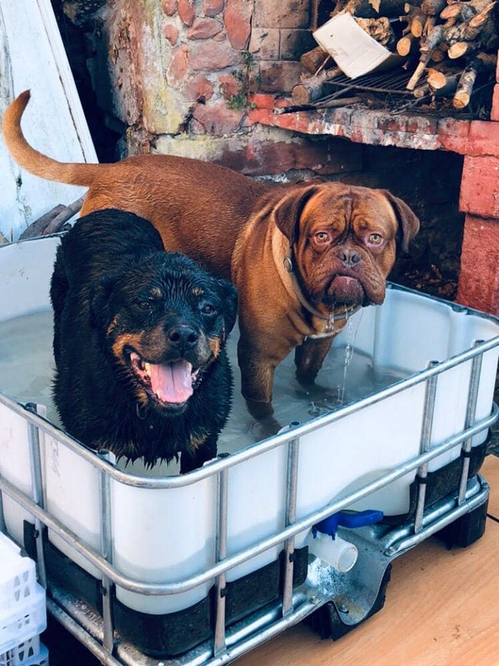 juegos para perros