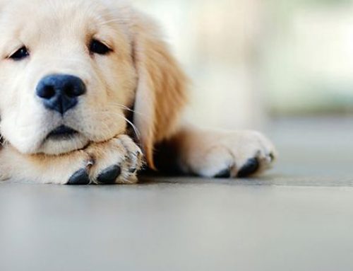 La leishmaniosis en perros, ¡cuidado con los mosquitos!