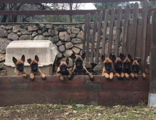 Adiestramiento de Perros Pastor Malinois: 3 consejos básicos