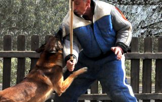 No dañar el perro en Mondioring