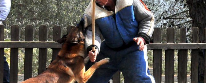 No dañar el perro en Mondioring