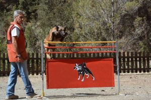 perro saltando en mondioring