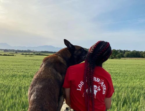 Educación canina, adiestramiento canino y etología, ¿Qué son y en qué se diferencian?