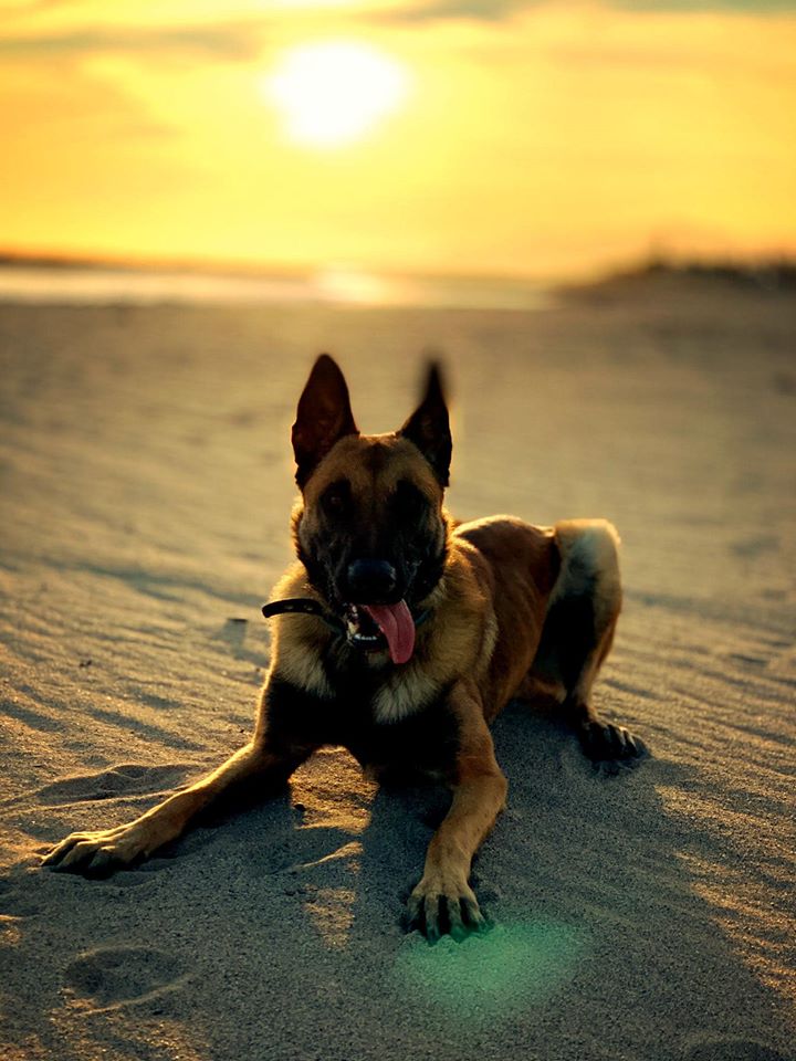 Perro en la playa al atardecer
