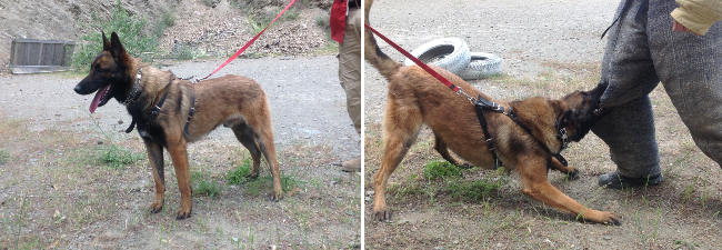 Pastor belga malinois educado en obediencia