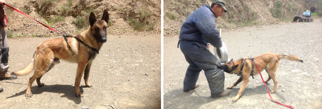 pastor belga malinois Jony, educado en obediencia canina