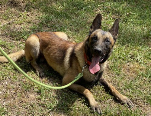 Pastores Belga Malinois en Venta