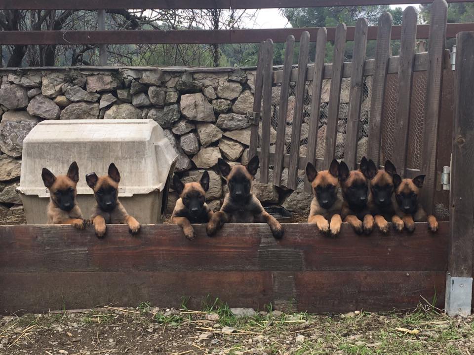pastores belga malinois