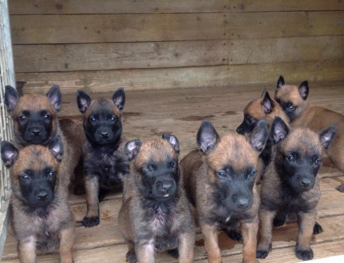 Cachorros Pastor Malinois en Venta