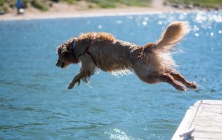 perro saltando al agua en verano
