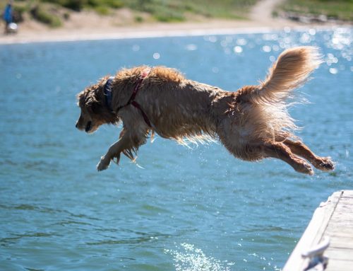 4 consejos para pasear a tu perro este verano: ¿Cómo evitar golpes de calor?