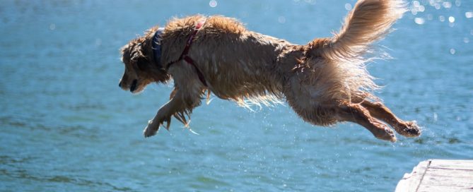 perro saltando al agua en verano