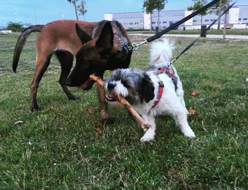 5 consejos para que tu perro acepte al nuevo cachorro