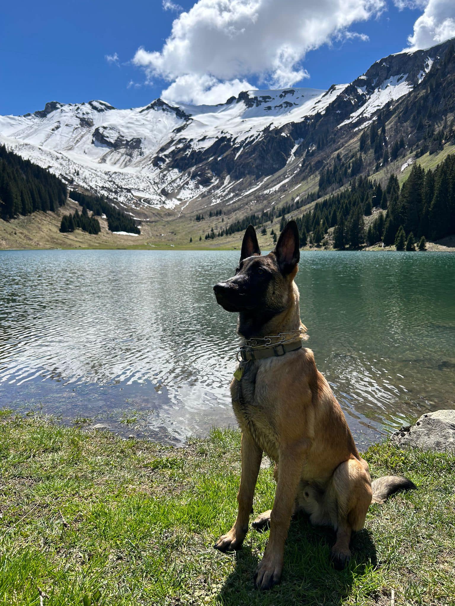 perro en la montaña atento